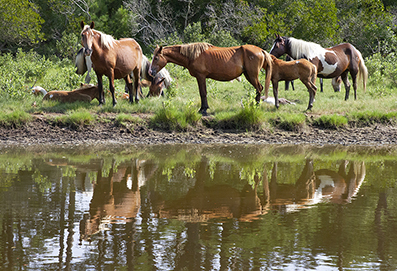 Chincoteague Wild Ponies : Personal Photo Projects : Photos : Richard Moore : Photographer